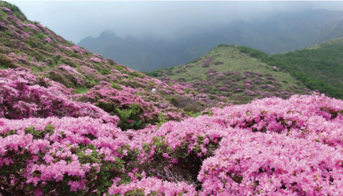 Rhododendron
